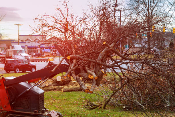 How Our Tree Care Process Works  in  Laverne, OK